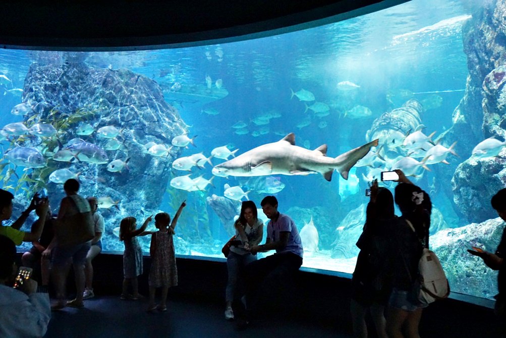 【曼谷景點】2020 暹羅海洋世界 Sea Life Bangkok Ocean World、讓你近距離觀賞瑰麗海底世界、精彩鯊魚、呆萌企鵝餵食秀