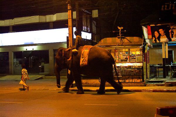 13在大城市裡比如曼谷，偶爾會看到有人帶著大象在城市裡走