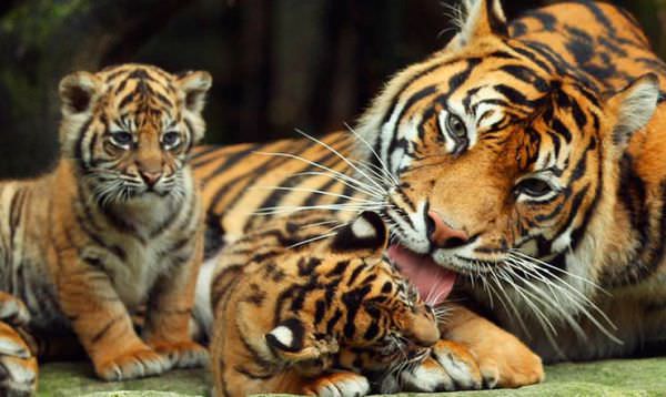 sriracha-tiger-zoo-pattaya-tour (5).jpg
