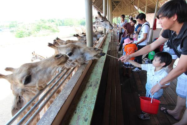 【泰國景點】亞洲最大！曼谷「Safari World 賽佛瑞野生動物園」：野生動物就在我隔壁！近距離餵食長頸鹿好療癒